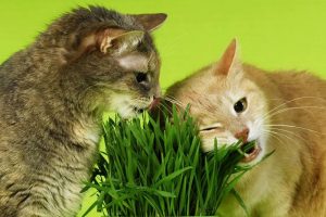Why Cats Can’t Resist These Plants: Unraveling the Feline Obsession