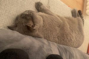 Do Cats Dream? Understanding the Sleep Habits of Our Feline Friends