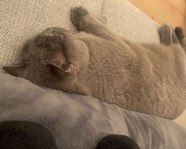 Do Cats Dream? Understanding the Sleep Habits of Our Feline Friends