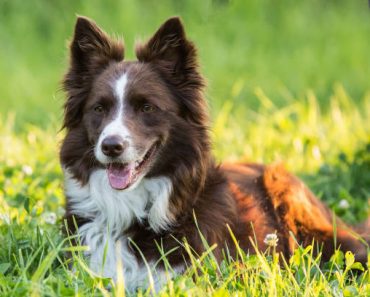 Benefits of Regular Chiropractic Care for Border Collies