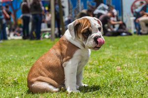 Best Diet Plan for Overweight Bulldogs