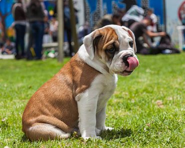 Best Diet Plan for Overweight Bulldogs