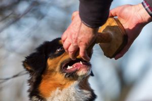 Best Natural Supplements for Senior Dogs Like German Shepherds