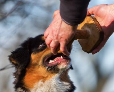 Best Natural Supplements for Senior Dogs Like German Shepherds