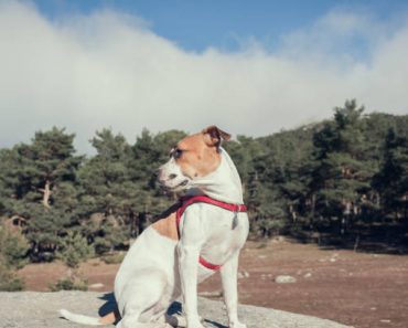 Best Ways to Calm a Hyperactive Dog Like Jack Russell Terriers