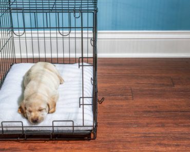 Effective Crate Training Techniques for Puppies Like Golden Retrievers