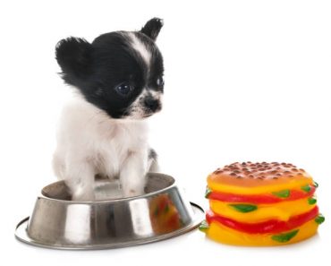 Emerging Pet Food Trends for Small Breed Dogs in 2024