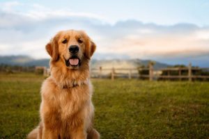 Heartwarming Pet Adoption Stories Featuring Golden Retrievers