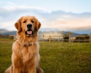 Heartwarming Pet Adoption Stories Featuring Golden Retrievers