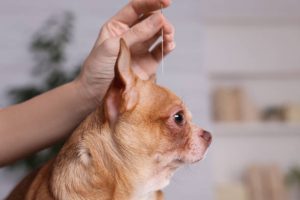 Holistic Remedies for Pet Anxiety in Small Dogs Like Chihuahuas