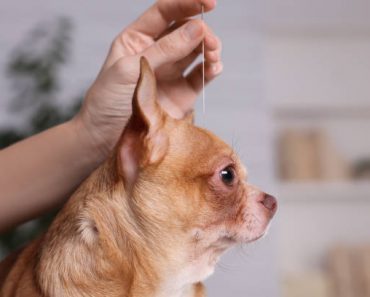 Holistic Remedies for Pet Anxiety in Small Dogs Like Chihuahuas