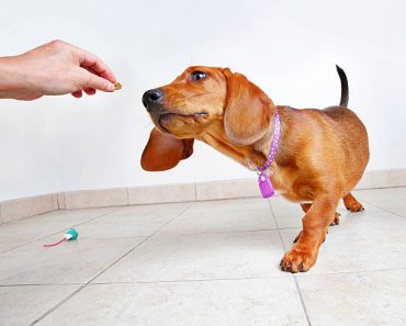 Housebreaking and Training Your Stubborn Dachshund