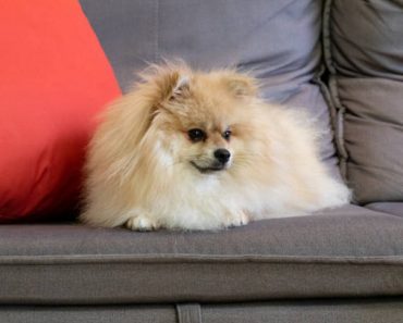 How to Deal with Separation Anxiety in Small Breeds Like Pomeranians