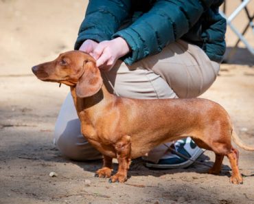 How to Improve Your Dachshund’s Immune System