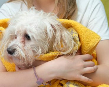 How to Prevent Seasonal Allergies in Pets Like Shih Tzus