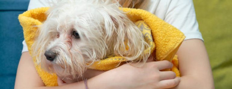 How to Prevent Seasonal Allergies in Pets Like Shih Tzus