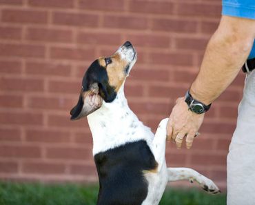 How to Stop Your Dog from Excessive Barking: Tips for Beagles?