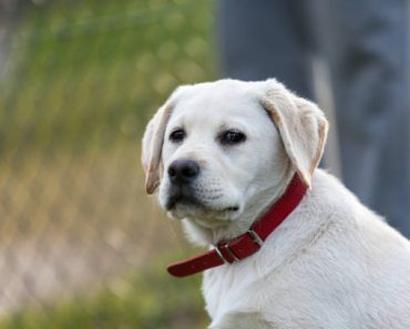 Latest Pet Adoption Statistics for Labrador Retrievers in the U.S.