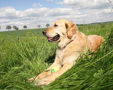 Pet Industry Growth Trends and Forecasts for Golden Retrievers