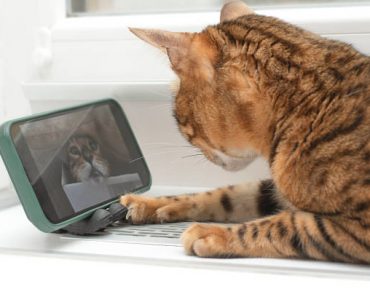 Popular Pet Technology Gadgets for Cats and Dogs