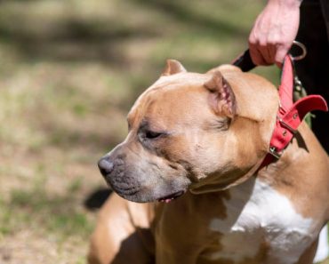 Positive Reinforcement Training for Aggressive Dogs Like Pitbulls