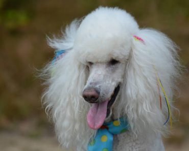 Rising Popularity of Hypoallergenic Dog Breeds like Poodles