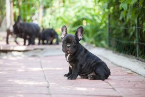 Upcoming Pet Events and Expos Featuring French Bulldogs in 2024