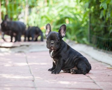 Upcoming Pet Events and Expos Featuring French Bulldogs in 2024