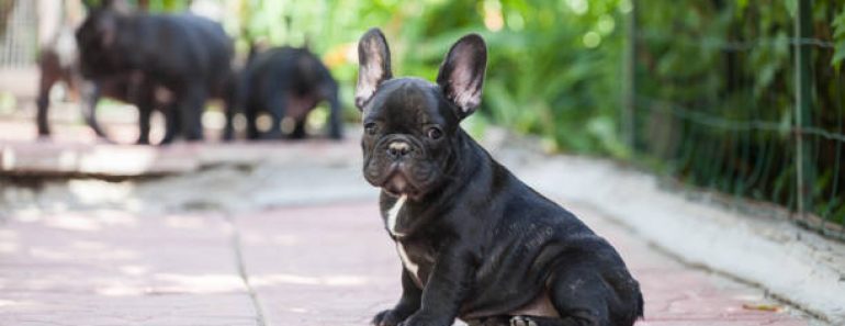 Upcoming Pet Events and Expos Featuring French Bulldogs in 2024