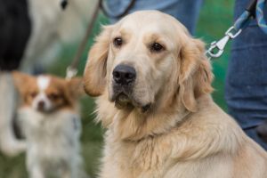 Volunteering Opportunities at Animal Shelters for Labrador Lovers