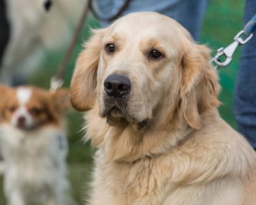 Volunteering Opportunities at Animal Shelters for Labrador Lovers