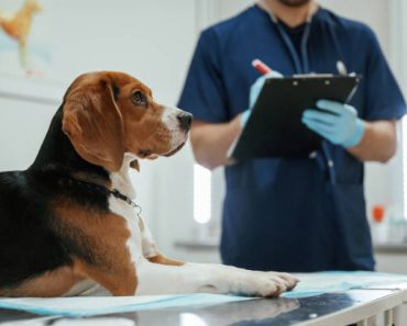 Ways to tell your Beagle that it needs a dental checkup