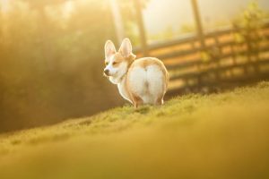 最適合新手養的狗狗，從小型犬到大型犬