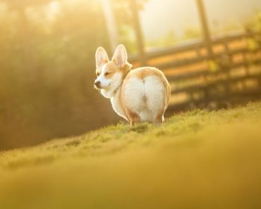 最適合新手養的狗狗，從小型犬到大型犬