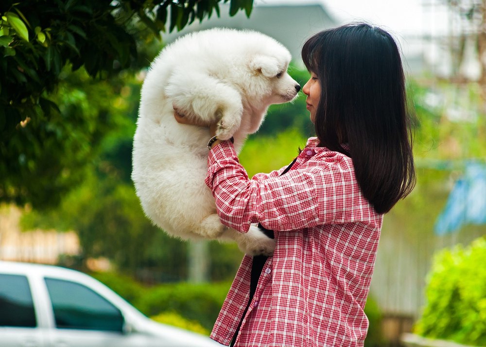 幼年薩摩耶犬