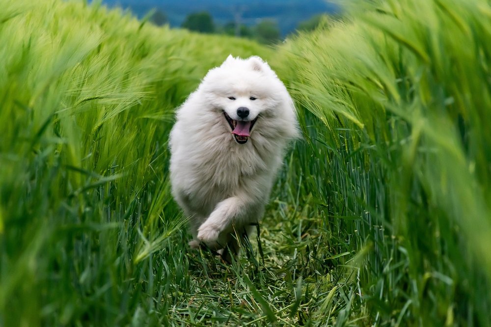 少年薩摩耶犬