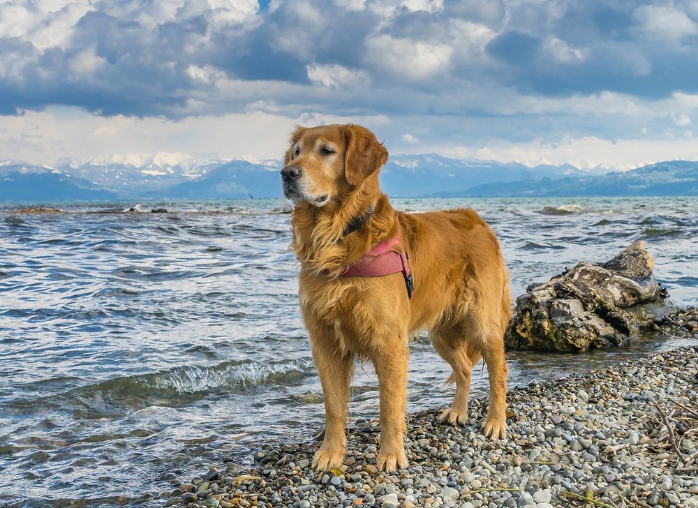 成熟期的金毛尋回犬