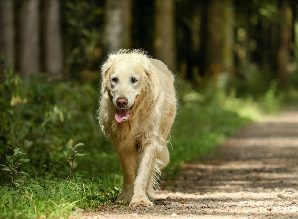 暮年金毛尋回犬