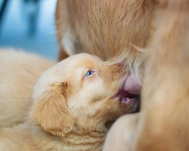 幼犬餵食全攻略