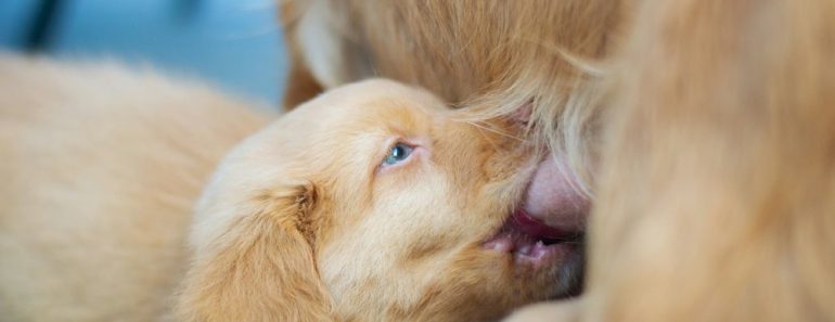 幼犬餵食全攻略